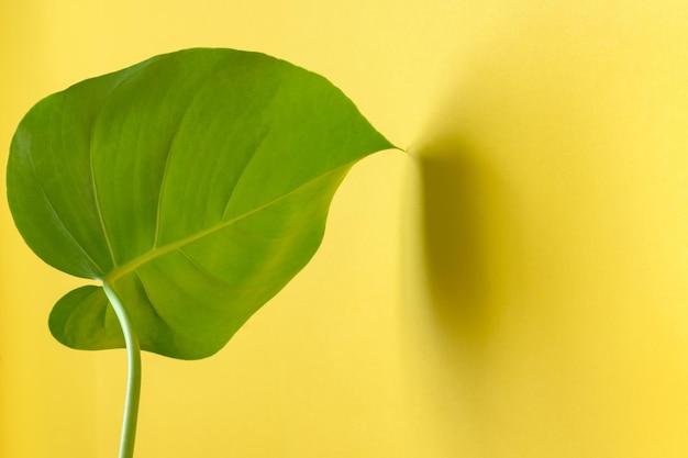 Monstera deliciosa leaf on a yellow background with copy space closeup