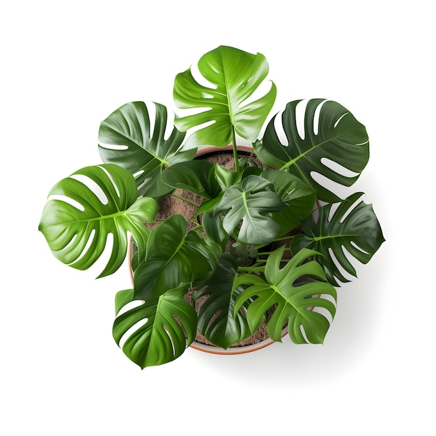 Monstera deliciosa leaves in pot top view