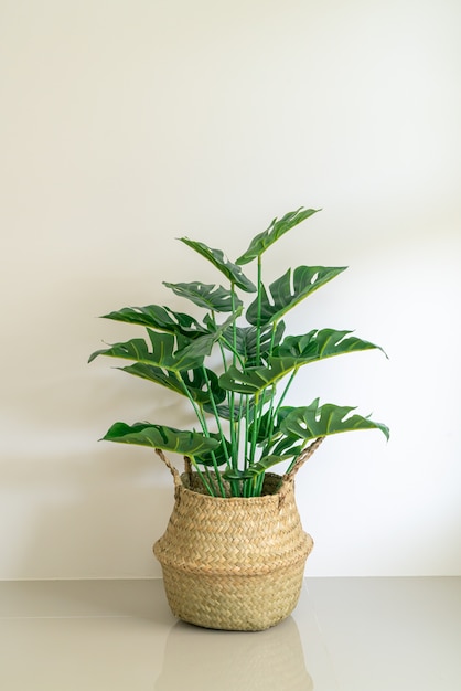 Monstera deliciosa Lie in wicker basket pot