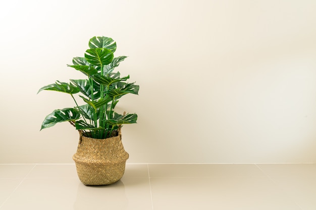 Monstera deliciosa Liebm in rieten mandpot met wand