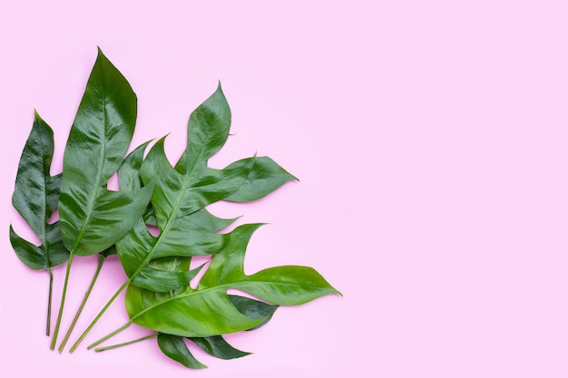 Monstera deliciosa liebm leaves on green background.