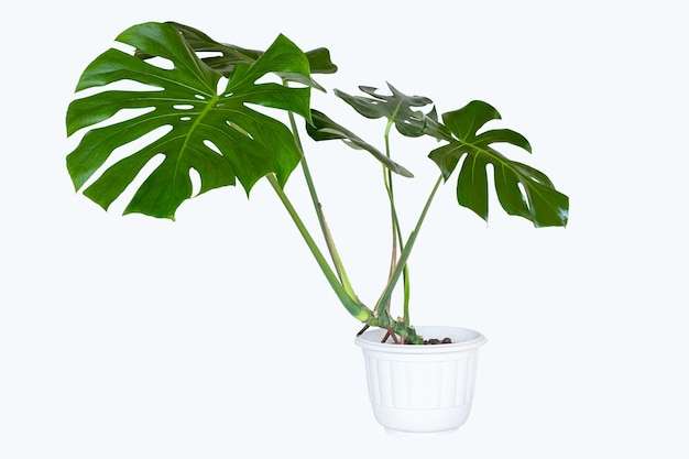 Monstera Deliciosa Monstera Гигантский лист на белом горшке для очистки воздуха, изолированный на белом фоне с обтравочной дорожкой