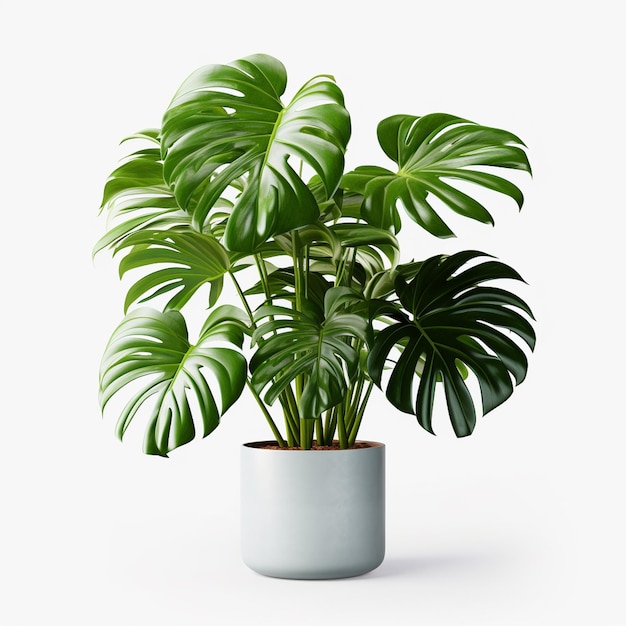 사진 비에 넣은 monstera deliciosa 식물