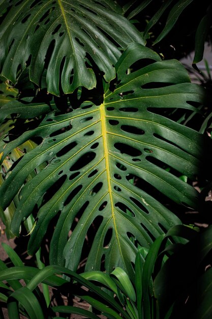 Photo monstera deliciosa in the sunlight