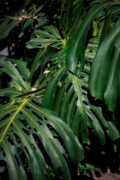 Photo monstera deliciosa in the sunlight