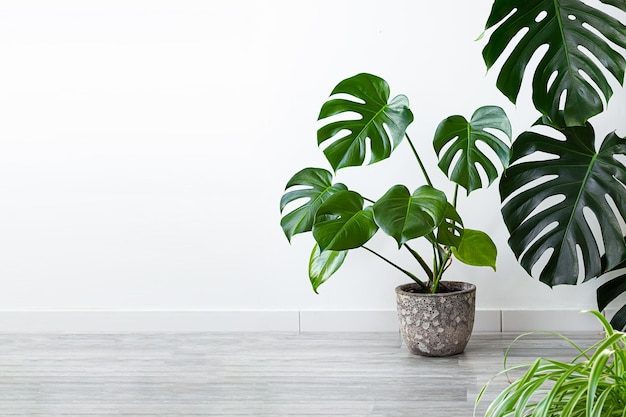 Monstera deliciosa or Swiss Cheese Plant in a pot on a gray floor