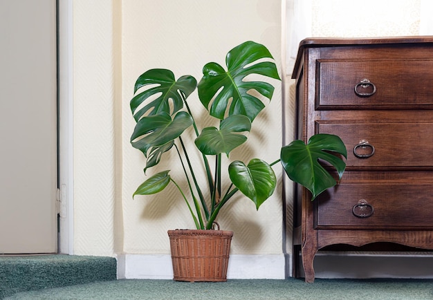 Monstera deliciosa or Swiss cheese plant in the room near an old wooden furniture