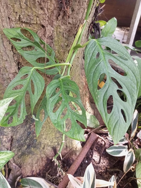 Foto monstera deliciosa questo tipo di pianta ornamentale è unico a causa della sua crescita diffusa e del suo hollow