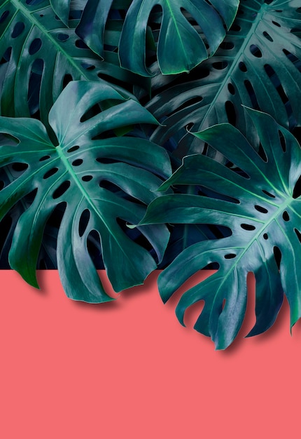 Monstera deliciosa tropical leaves