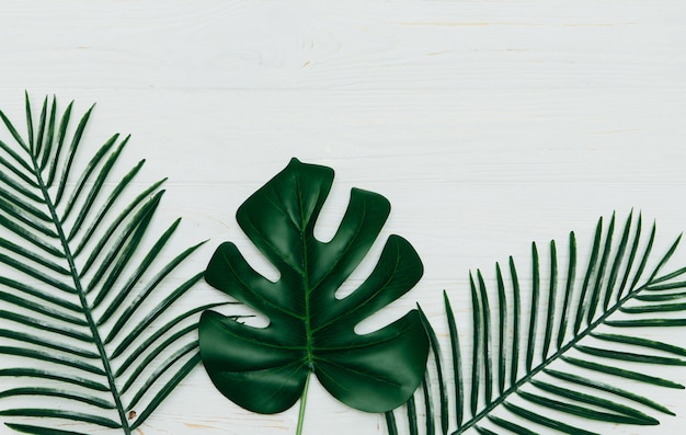 Monstera deliciosa and yellow palm tropical leaves isolated on white wood background.