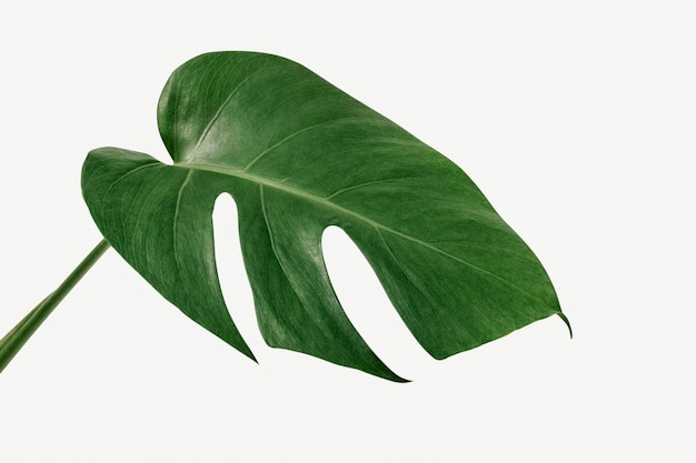 Monstera delicosa plant blad op een witte achtergrond