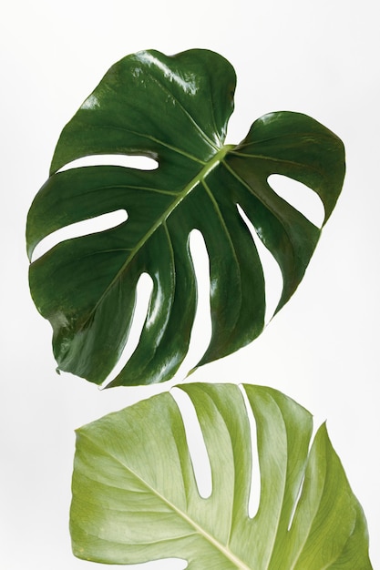 Monstera delicosa plant leaf on an off white background