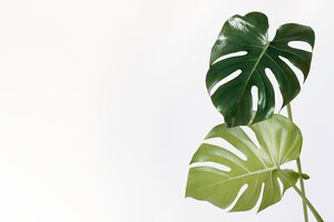 Photo monstera delicosa plant leaf on an off white background