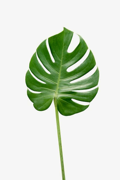 사진 흰색 배경에 monstera delicosa 식물 잎