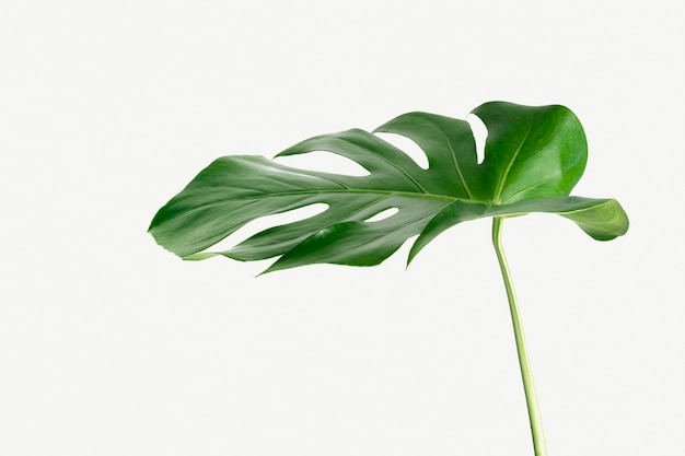 Monstera delicosa plant leaf  on a white background