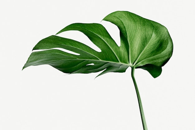 Monstera delicosa plant leaf