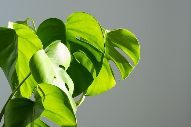 Monstera flower in a white pot on a grey background