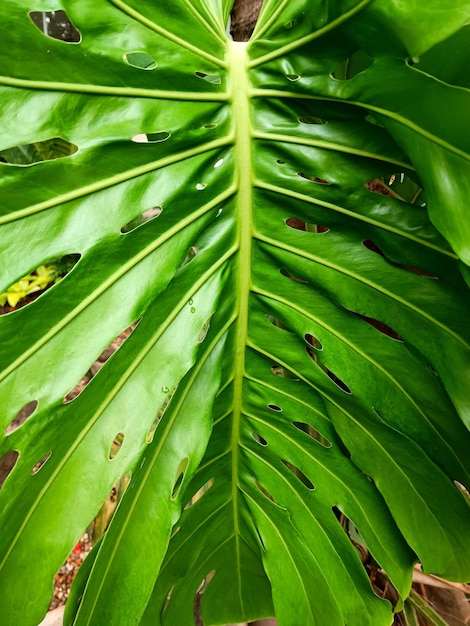 몬스테라 녹색 잎 또는 어두운 색조의 몬스테라 델리시오사,