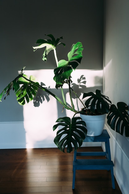 Monstera green leaves or monstera deliciosa indoor house plant in pot