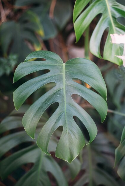 Monstera 녹색 잎 또는 Monstera Deliciosa