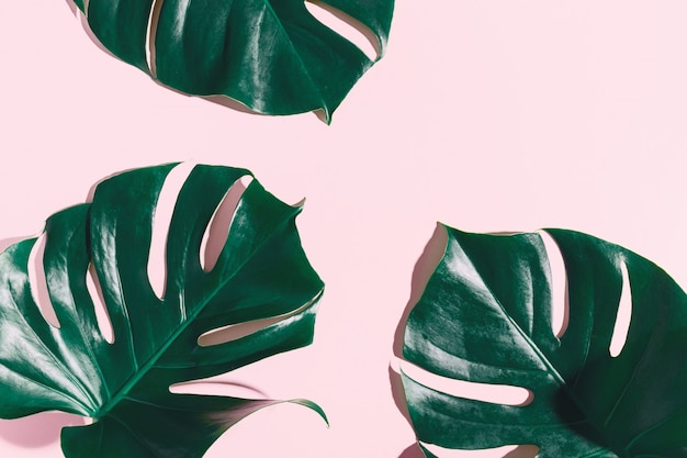 Monstera green leaves on pink