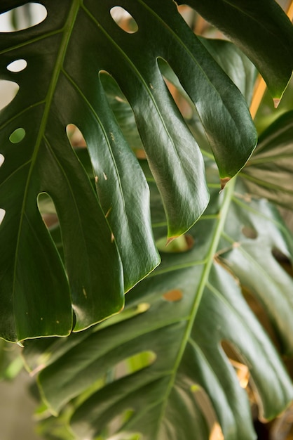 사진 몬스테라 녹색 잎, 열대림 식물