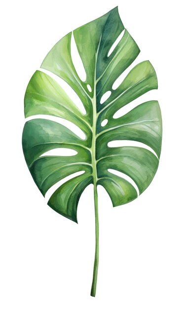 Monstera Groen palmblad Tropische planten Waterverf botaniek