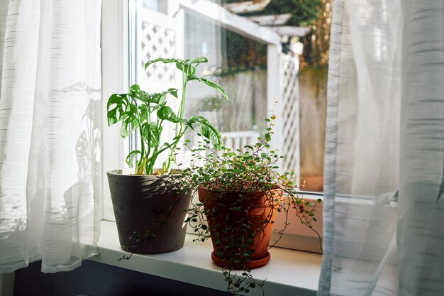 Monstera houseplant and muehlenbeckia in pots on the windowsill next to the window
