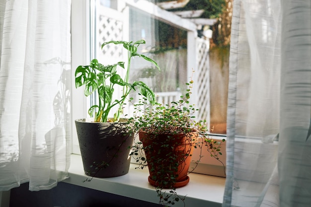Monstera huisplant en muehlenbeckia in potten op de vensterbank naast het raam