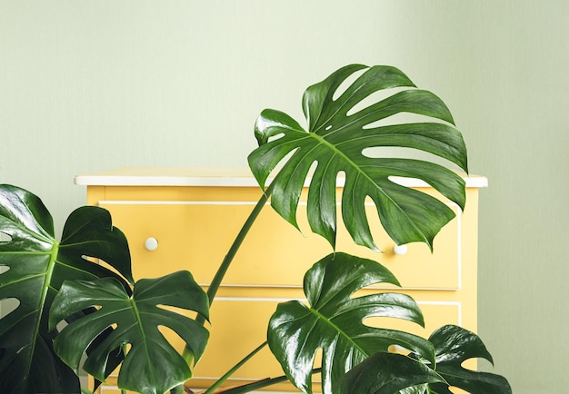 Monstera in de kamer