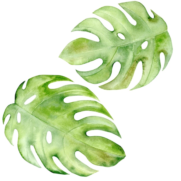 Monstera laat waterverf clip art de illustratie is met de hand getekend in pastelkleuren geschikt voor