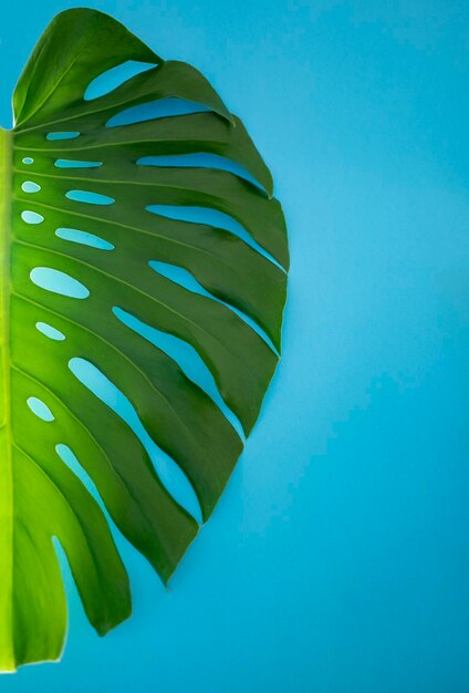 Photo monstera leaf on a blue background