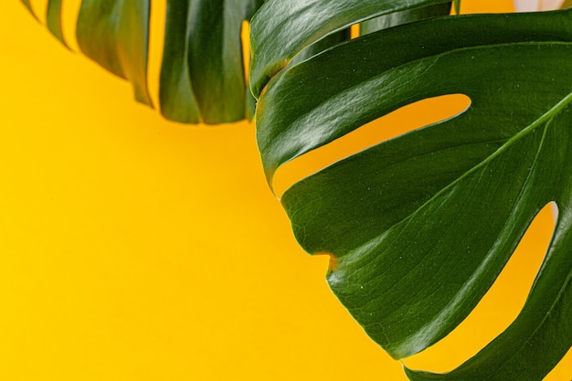 Monstera leaf on a bright yellow background. Flat lay