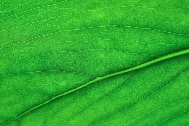 Photo monstera leaf closeup sunlight shines through the leaf selective focus background or wallpaper idea