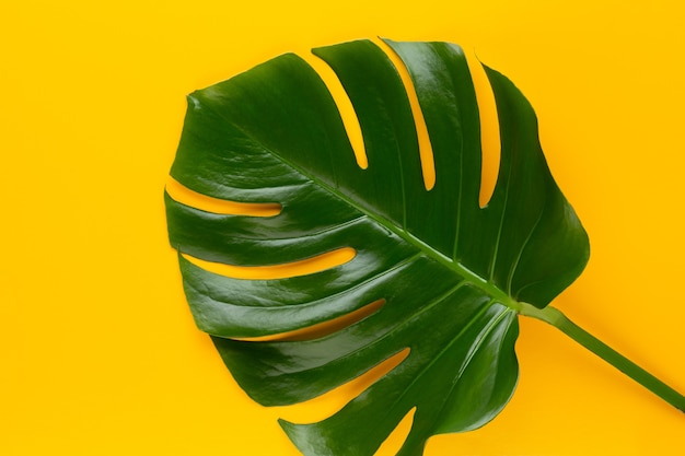 Monstera leaf on color background. Palm leaf, Real tropical jungle foliage Swiss cheese plant. Flat lay and top view.