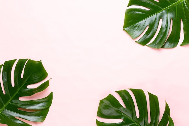 Monstera leaf on color background