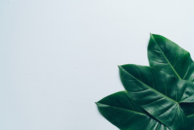 Monstera leaf on color background 