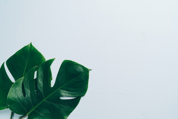 Monstera leaf on color background 