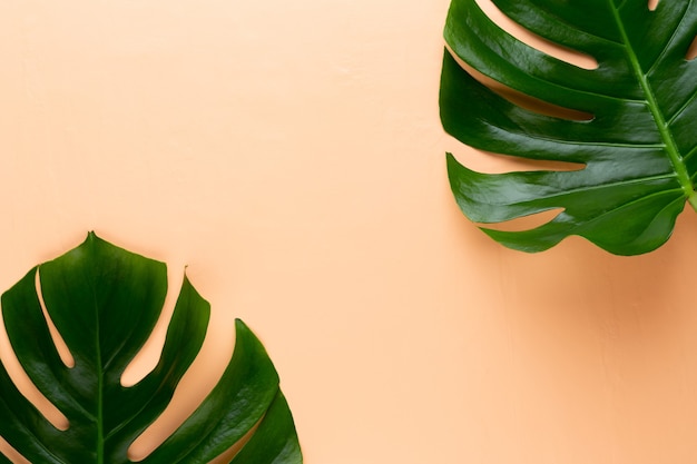 Monstera leaf on color Palm leaf, Real tropical jungle foliage Swiss cheese plant.