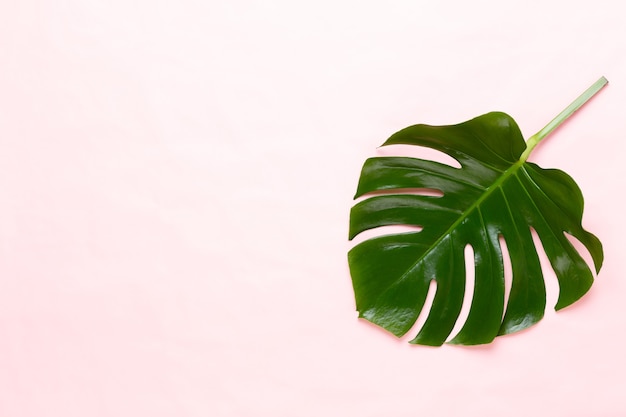 Monstera leaf on color Palm leaf, Real tropical jungle foliage Swiss cheese plant.