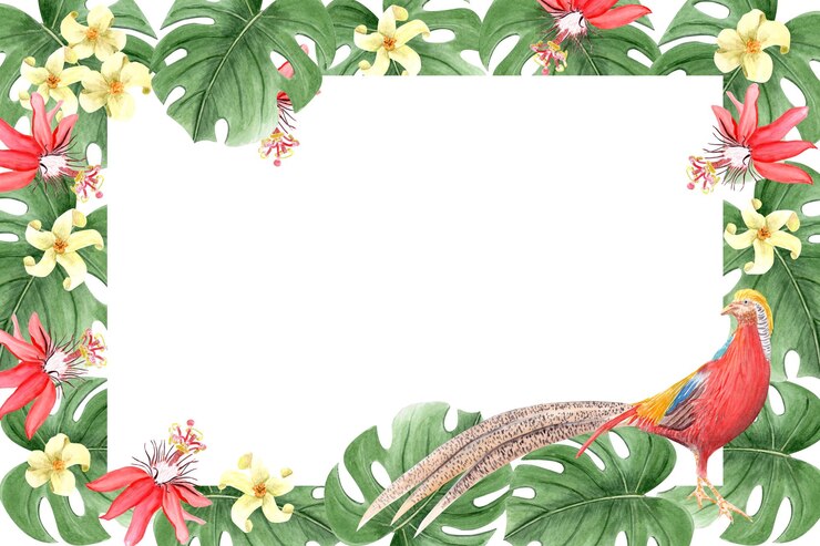 Photo モンスターの葉と金色のファザンの情熱の花 水彩の水平フレーム 白に隔離された 手描きデザイン カード ポスター パッケージ ラベルとロゴデザイン レインフォレスト 自然クリパート