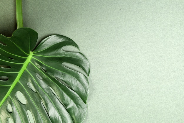 Monstera leaf on green