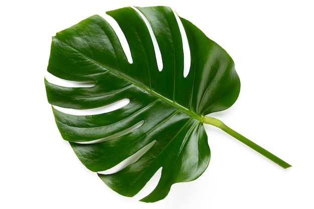 Monstera leaf isolated on white background with clipping path. Palm leaf, Real tropical jungle foliage Swiss cheese plant. Flat lay and top view.