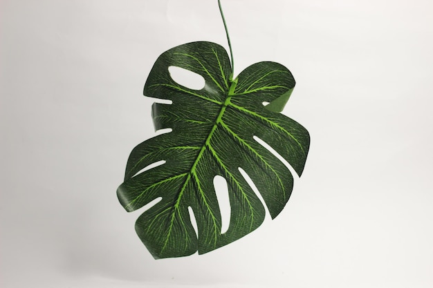 Photo monstera leaf isolated on white background