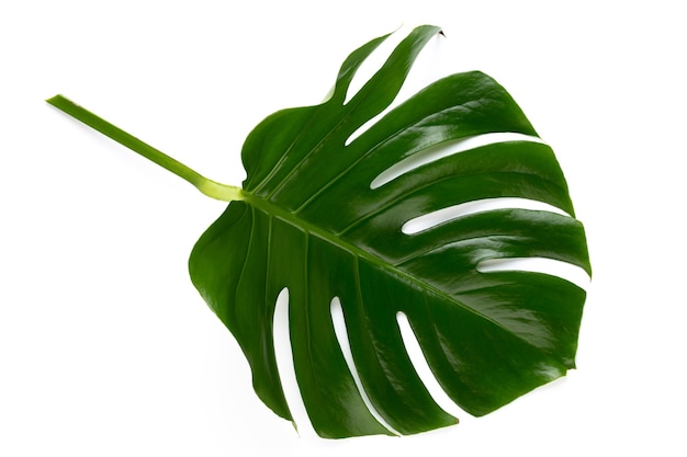 Monstera leaf isolated on white with clipping path.