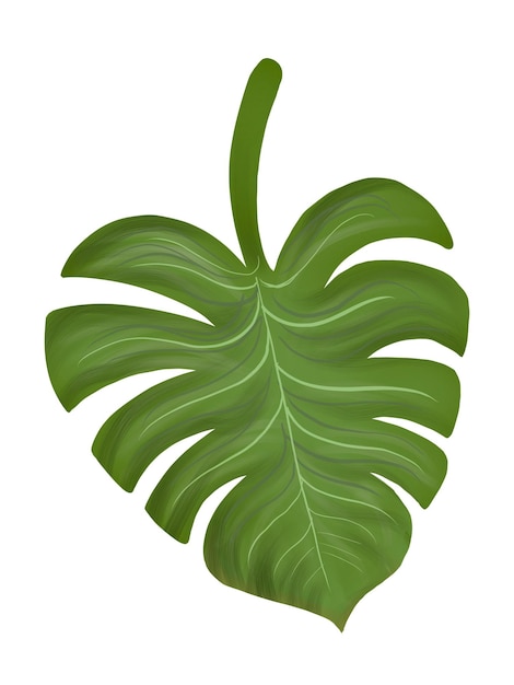Monstera leaf png illustration sticker transparent background
