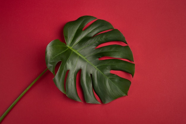 Photo monstera leaf on red background