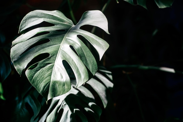 Foglia di monstera alla luce del sole nella stanza crescita e fotosintesi di piante ornamentali tropicali al coperto