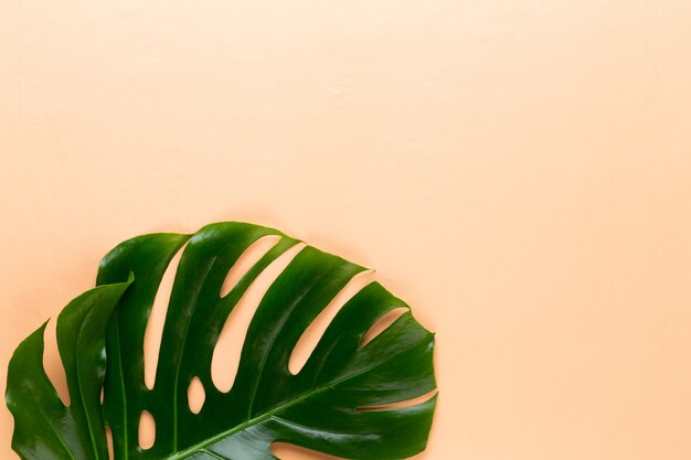 Monstera leaf top view