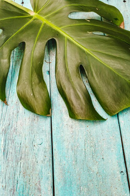 Monstera leaf on a trendy turquoise wooden table